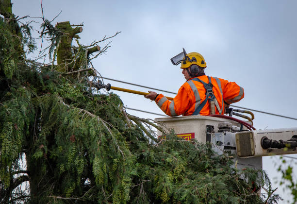 How Our Tree Care Process Works  in  Randleman, NC